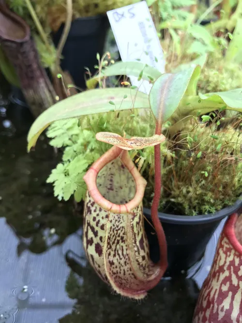 51. A young N. platychila x mira hybrid