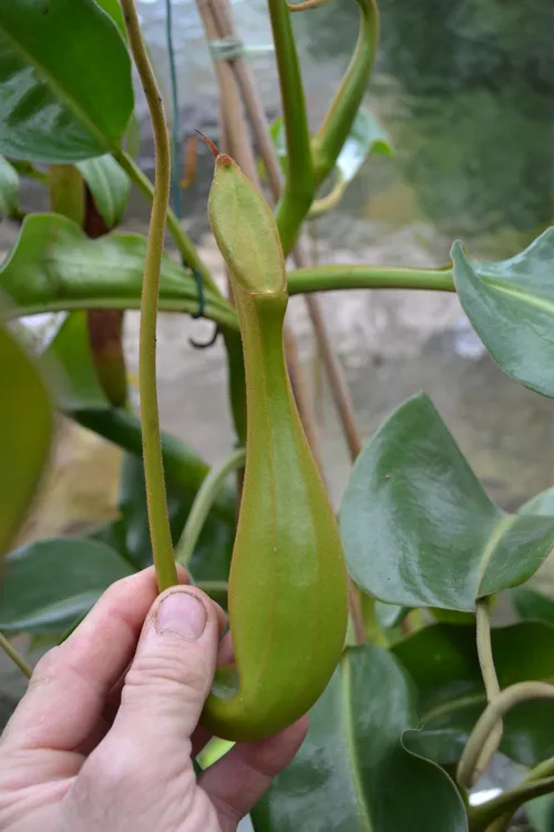 51. Even the younger pitchers had that tough woodiness from the N. lowii parent