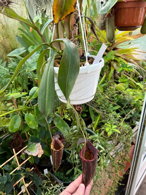 51. Nepenthes maxima x tenuis again. Many crosses with N. tenuis seem to produce great hybrids