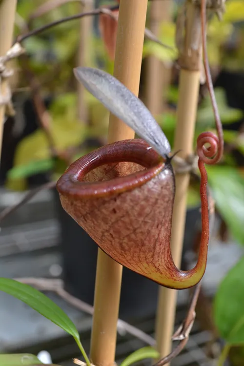 51. Nepenthes tenuis