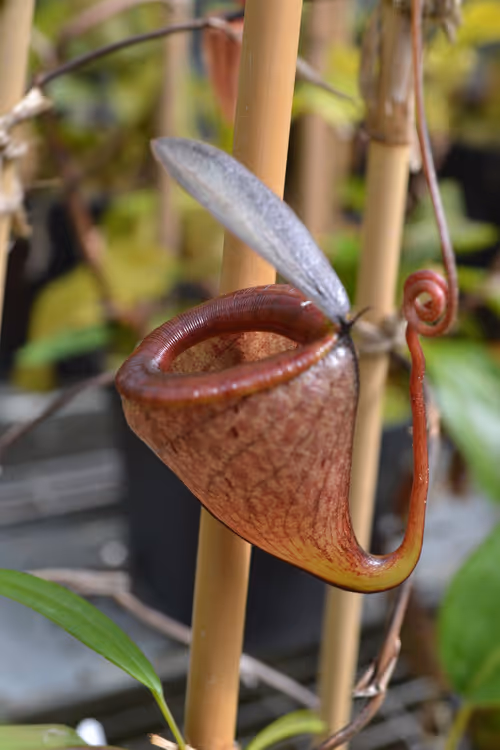 51. Nepenthes tenuis