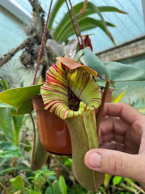 52. A highland form of Nepenthes truncata.