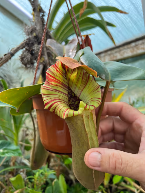 52. A highland form of Nepenthes truncata