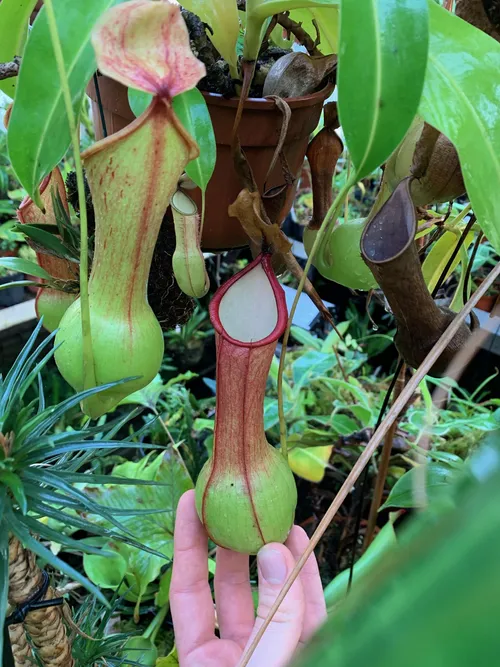 52. Christian told me this was the first Nepenthes he ever grew. I believe he said it was N. alata var. boschiana