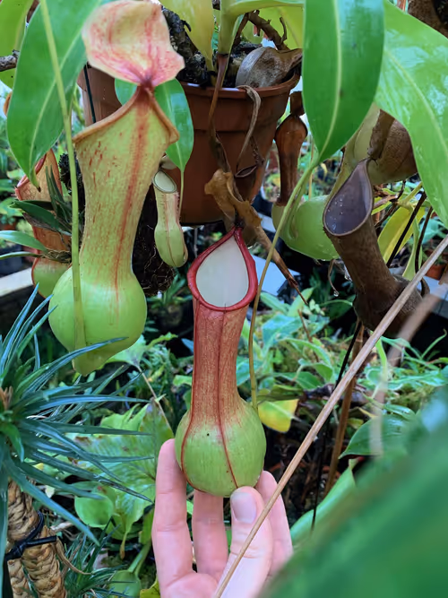 52. Christian told me this was the first Nepenthes he ever grew. I believe he said it was N. alata var. boschiana