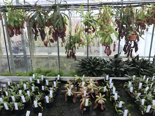 52. Young plants and seedlings grew in trays on capillary matting, while larger specimens sat in hanging baskets