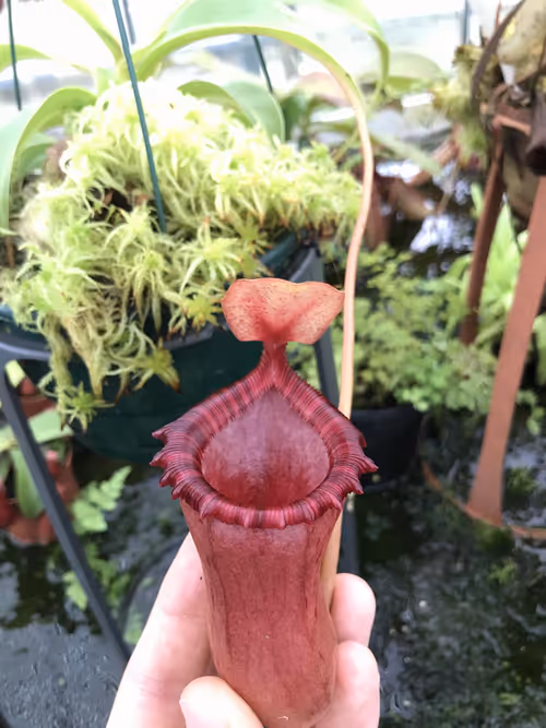 53. An Exotica Plants N. (ventricosa x sibuyanensis) x [ventricosa x (lowii x ventricosa)] with wide-mouthed red pitchers and striped peristomes