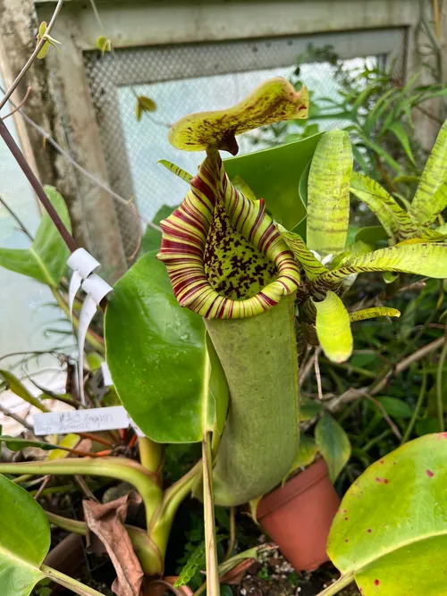 53. Another form of N. truncata