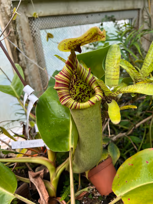 53. Another form of N. truncata