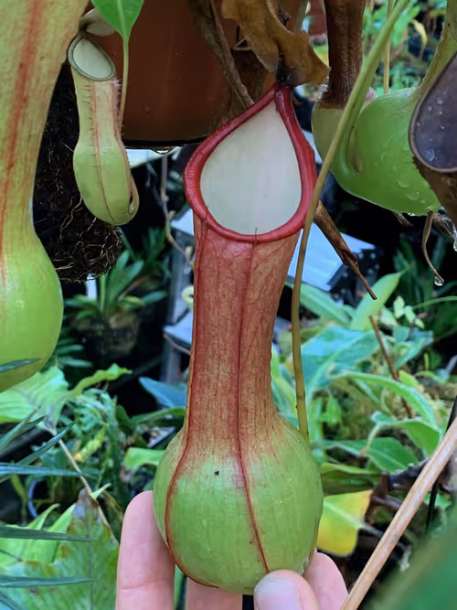 53. Lovely shape and that pale interior-throat which I really like