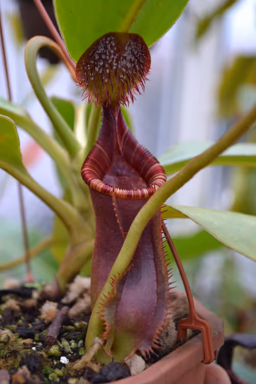 53. Nepenthes lowii 'Mt. Trusmadi', with the characteristic sugary excretion visible on the underside of the lid