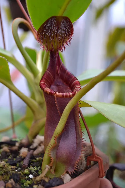 53. Nepenthes lowii 'Mt. Trusmadi', with the characteristic sugary excretion visible on the underside of the lid