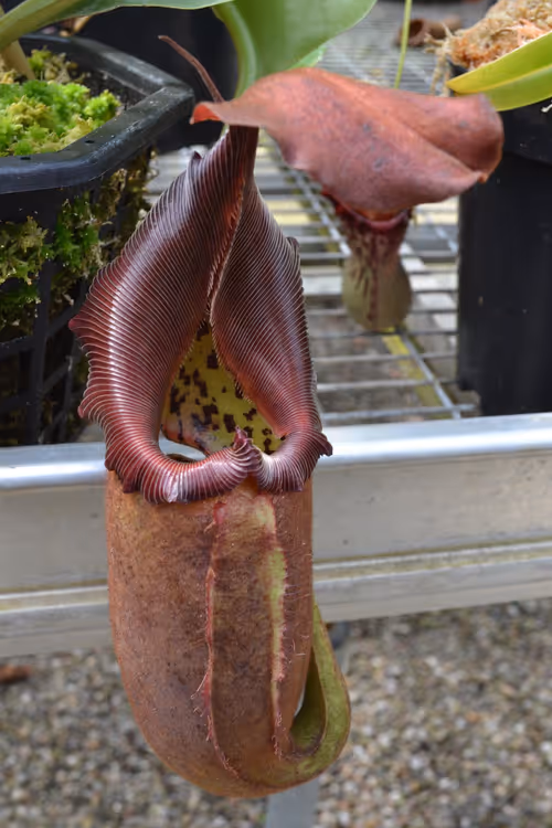 53. Nepenthes robcantleyi