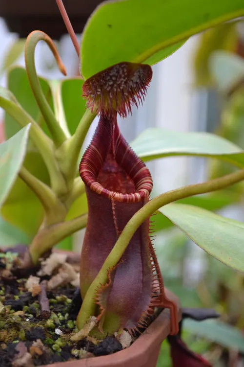 54. Nepenthes lowii 'Mt. Trusmadi' again - Chris remarked how strange it was that certain species go in and out of fashion. This plant could easily sell for hundreds of Euros