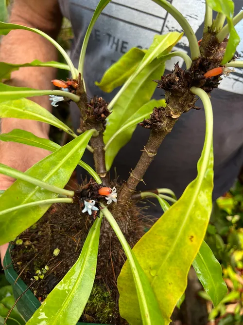 54. Not carnivorous, but incredible all the same - blue flowers on Myrmecodia, an ant plant.