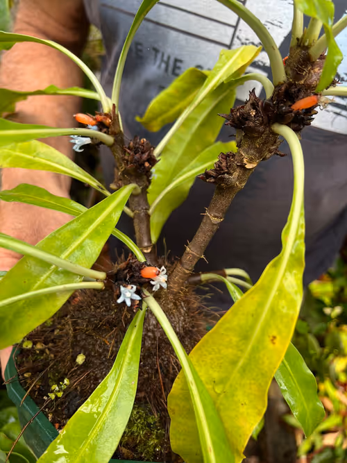 54. Not carnivorous, but incredible all the same - blue flowers on Myrmecodia, an ant plant
