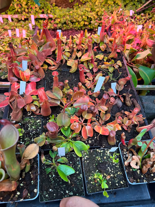 55. An entirely new grex of N. truncata in cultivation, this one from Malimumu, Philippines. Look at those red leaves