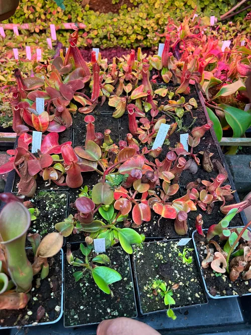 55. An entirely new grex of N. truncata in cultivation, this one from Malimumu, Philippines. Look at those red leaves