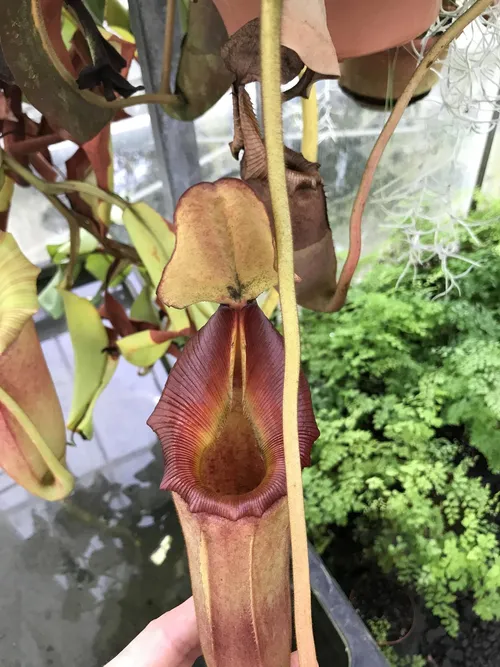 55. An older pitcher from the plant in the previous photo.