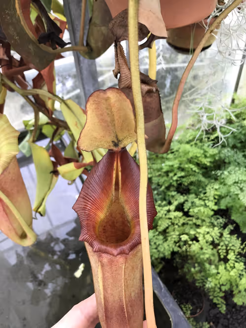 55. An older pitcher from the plant in the previous photo