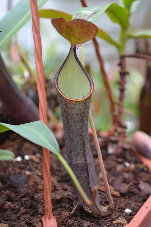 55. Nepenthes ramispina.