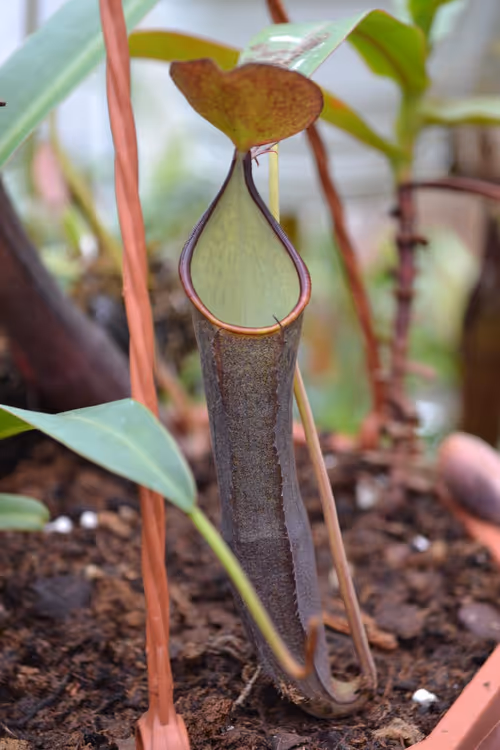 55. Nepenthes ramispina