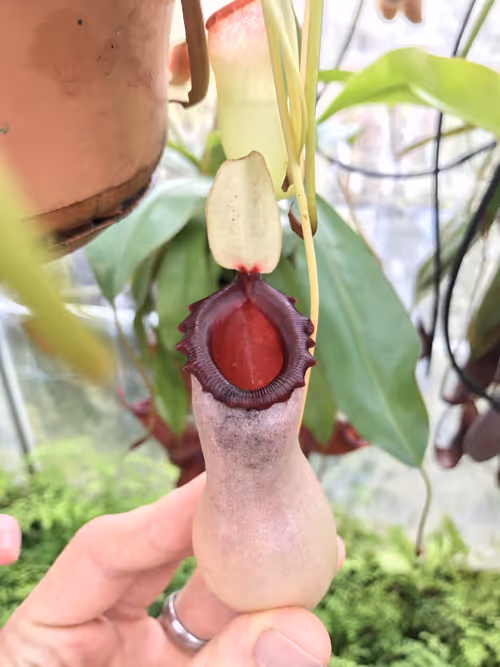 56. A white pitchered form of Nepenthes ventricosa