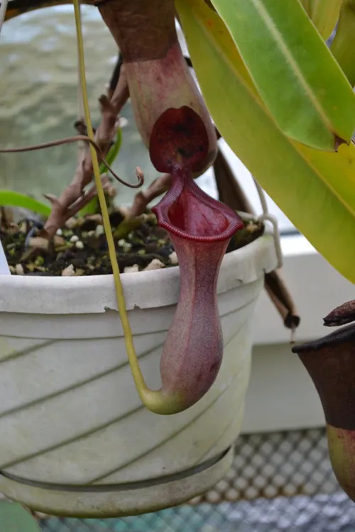 56. Nepenthes lowii x ventricosa