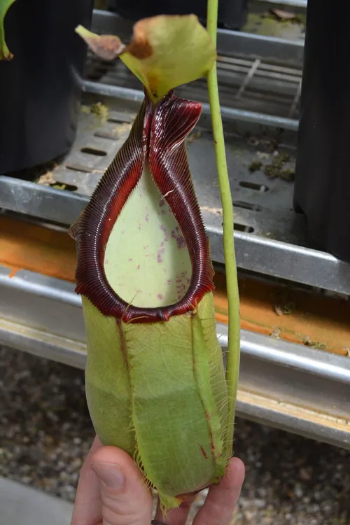 56. Nepenthes spathulata