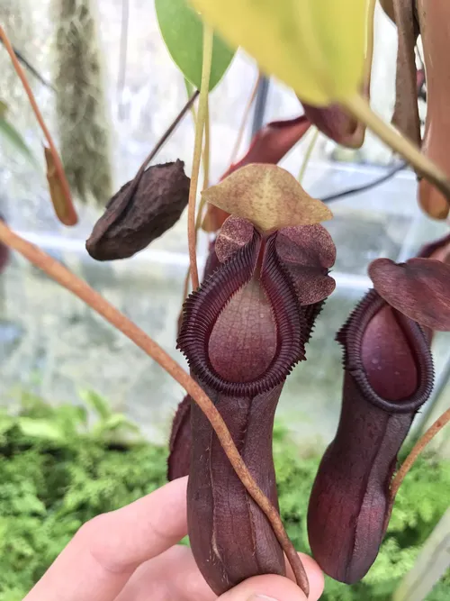 57. I suspect this is N. ventricosa x hamata