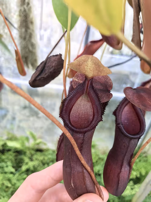 57. I suspect this is N. ventricosa x hamata