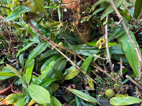 57. Next, we enter the lowland room. Here"s N. ampullaria - these were old plants, and many of the stems were thicker than my fingers