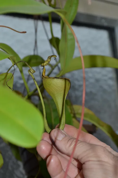 57. The famous wine-glass shaped upper pitchers of Nepenthes eymae.