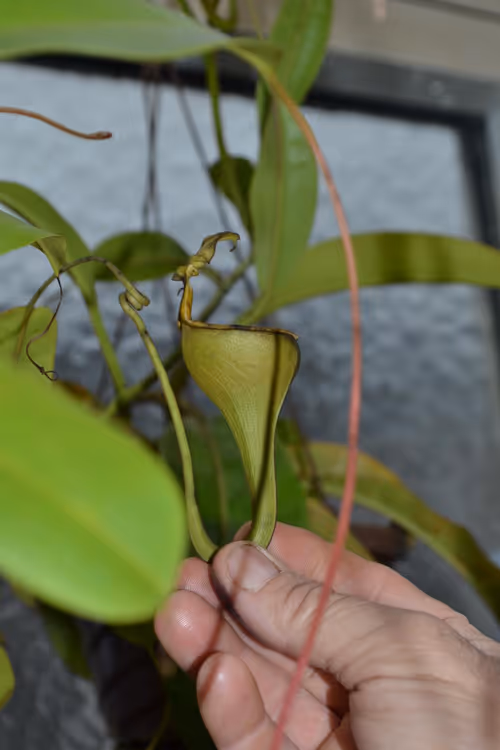 57. The famous wine-glass shaped upper pitchers of Nepenthes eymae