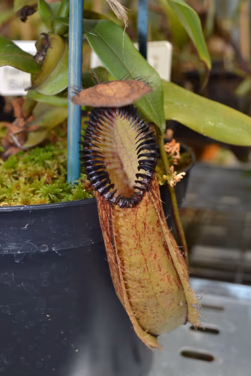 57. The fearsome Nepenthes hamata - this was labeled as Wistuba clone 1