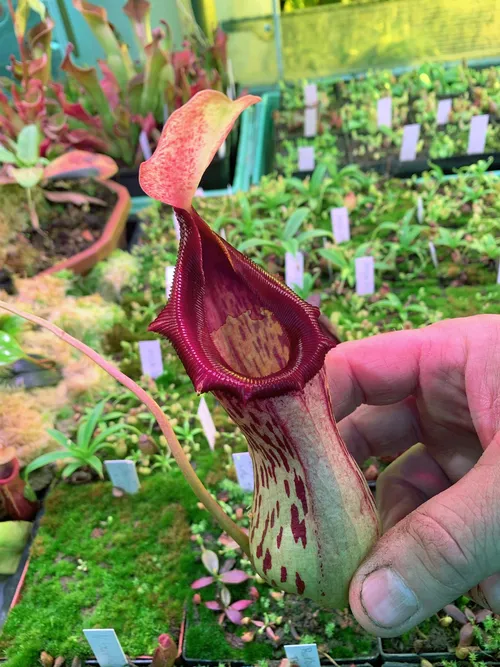 57. Under the benches growing under lights, this was Nepenthes burkei. Great shape