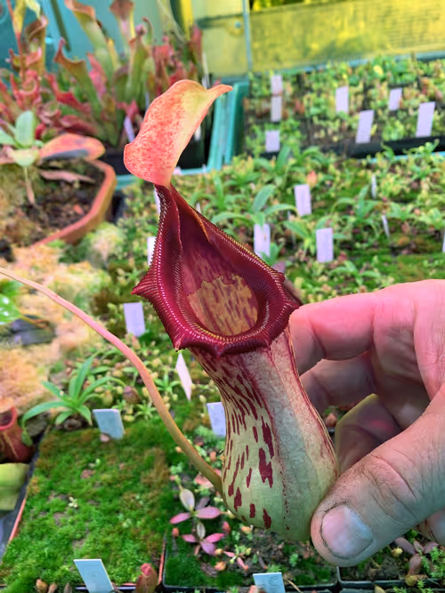 57. Under the benches growing under lights, this was Nepenthes burkei. Great shape