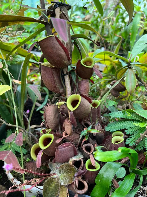 58. A lovely Nepenthes ampullaria.