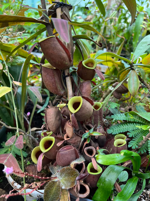 58. A lovely Nepenthes ampullaria