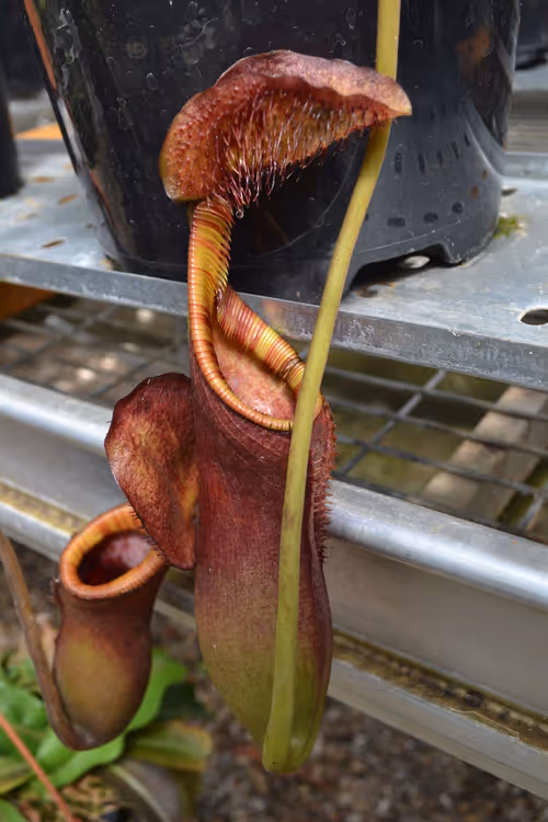 58. Nepenthes ephippiata lower pitcher. Magnificent!