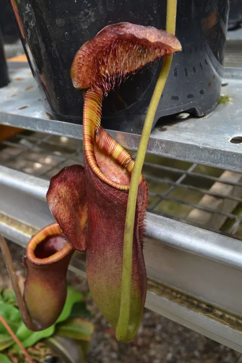 58. Nepenthes ephippiata lower pitcher. Magnificent!