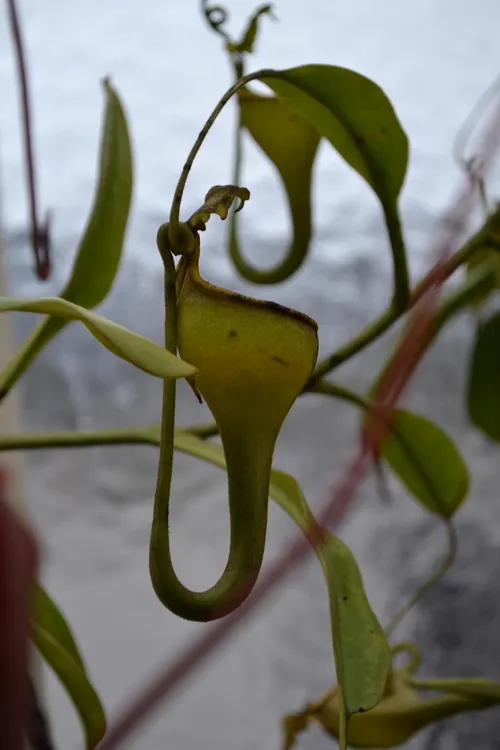 58. Nepenthes eymae upper pitcher looking very dainty.