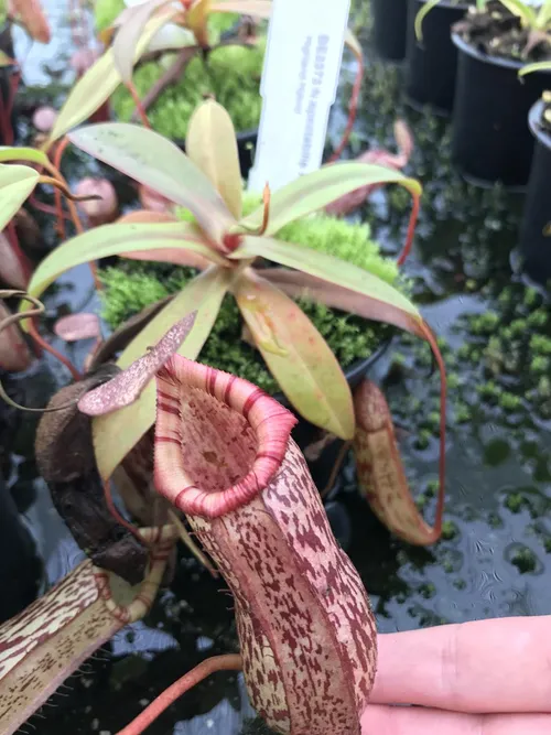 58. Young N. spectabilis x N. ventricosa plants