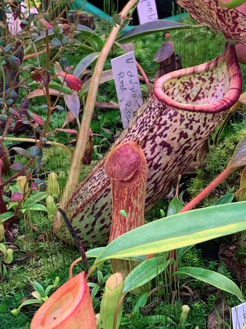 59. A young plant of the magnificient Nepenthes klossii from the recent Borneo Exotics release