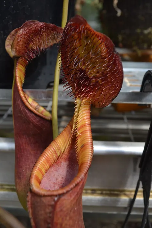 59. Close up of Nepenthes ephippiata lid bristles and lovely orange peristome