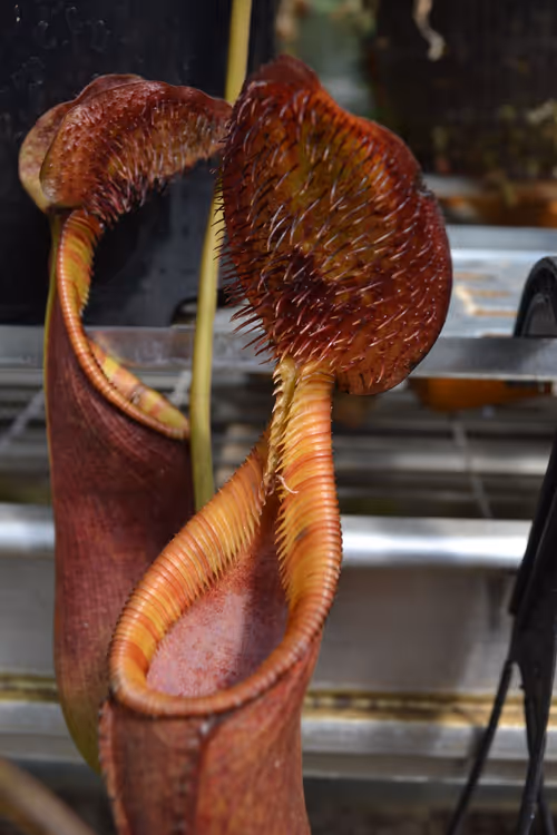 59. Close up of Nepenthes ephippiata lid bristles and lovely orange peristome