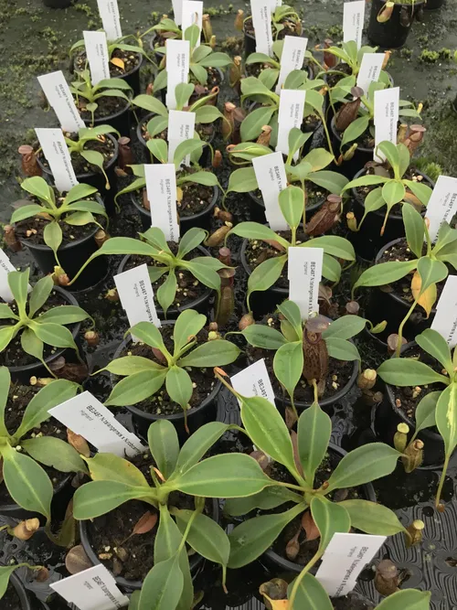 59. Dozens of young N. talangensis x N. robcantleyi plants.