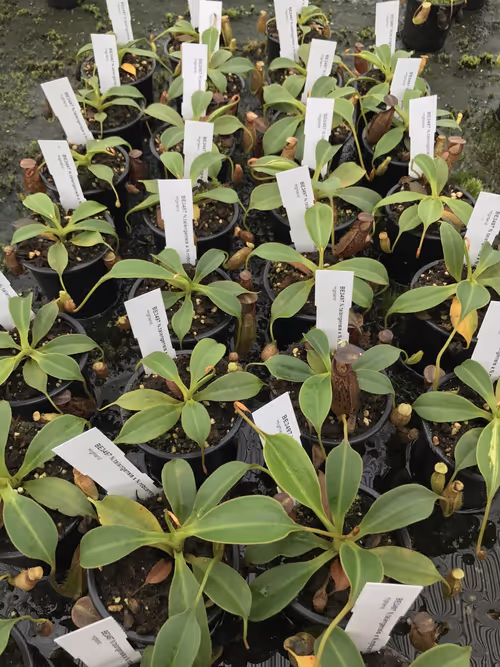 59. Dozens of young N. talangensis x N. robcantleyi plants