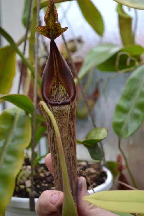 59. Nepenthes fusca I think.