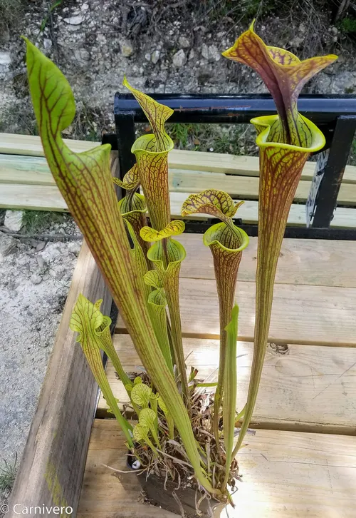 6. Sarracenia oreophila x flava.